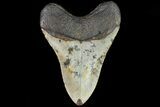 Fossil Megalodon Tooth - North Carolina #82914-2